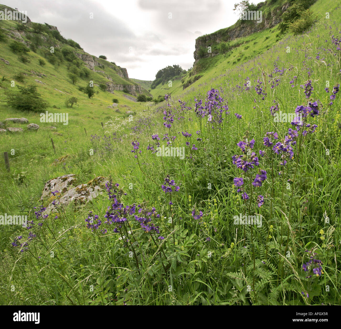 Les rares étendues de Jacob's Ladder Polemonium caeruleum développe à Lathkill Dale dans le Derbyshire Peak District Banque D'Images