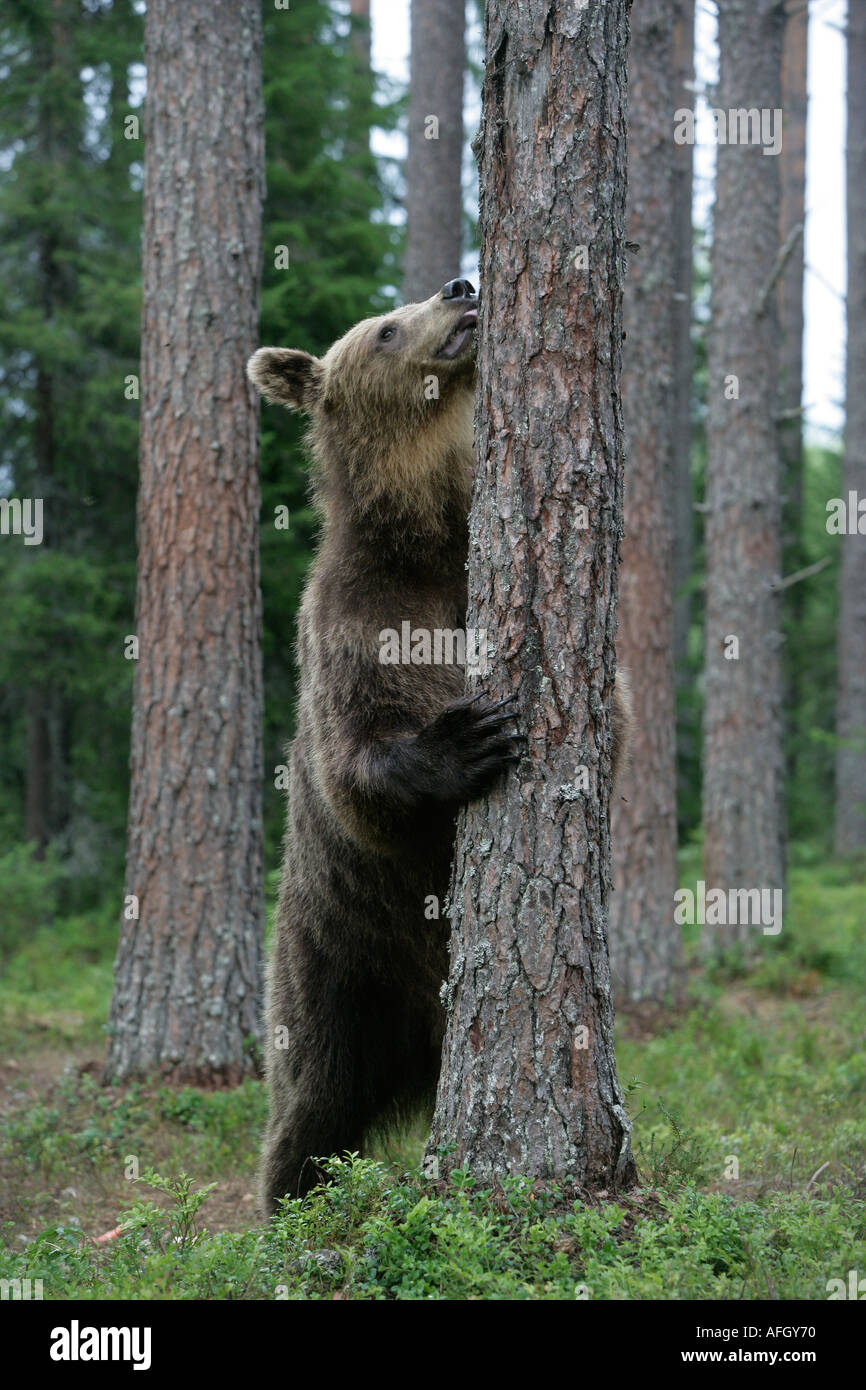 L'ours brun (Ursus arctos) Banque D'Images