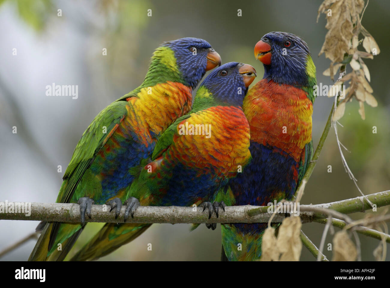 Lory Rainbow avec youngs, Australie / (Trichoglossus haematodus moluccanus) Banque D'Images