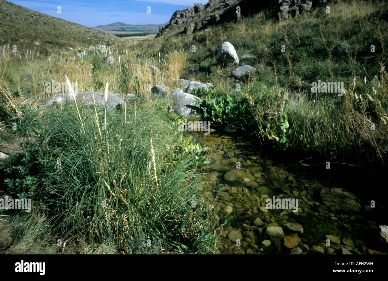 Un petit ruisseau dans les collines Banque D'Images