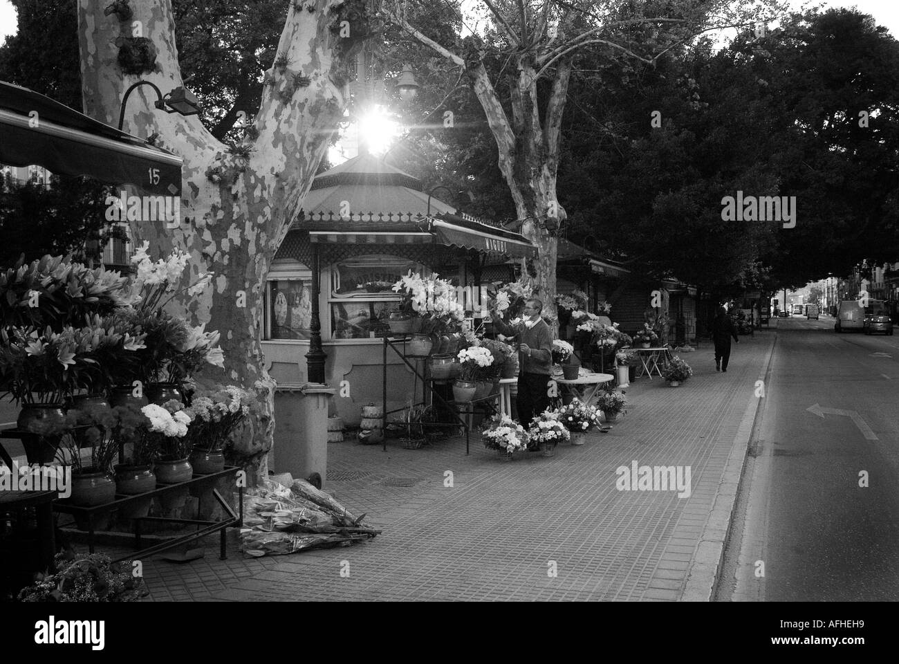 Fleurs à Alameda, Malaga, Espagne Banque D'Images