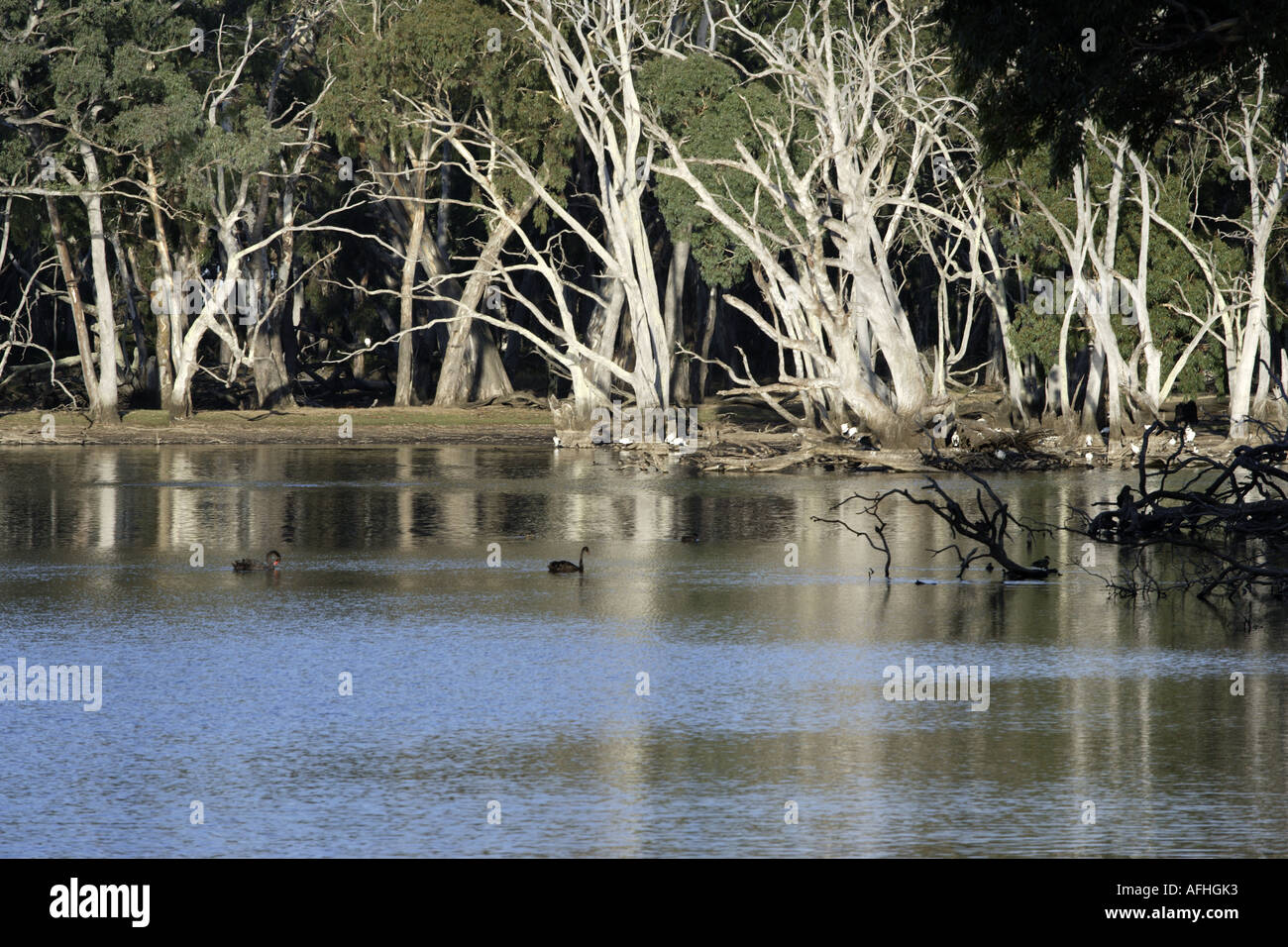 Billabong [2] sur Kangaroo Island, Australie Banque D'Images