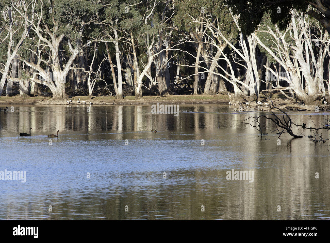 Billabong [3] sur Kangaroo Island, Australie Banque D'Images
