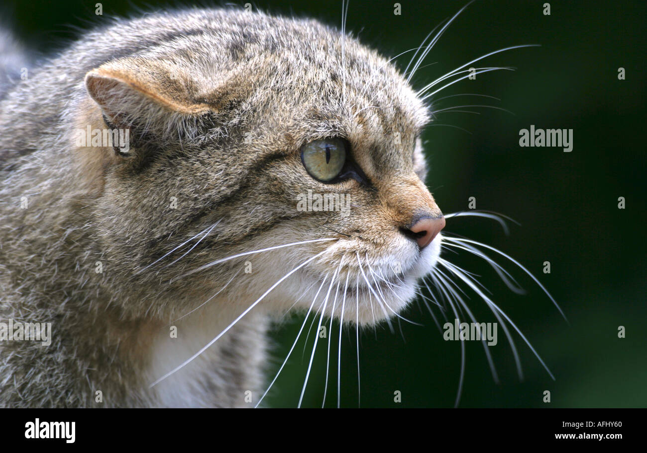 Un adulte Scottish Wildcat (Felis sylvestris) avec une expression agressive Banque D'Images