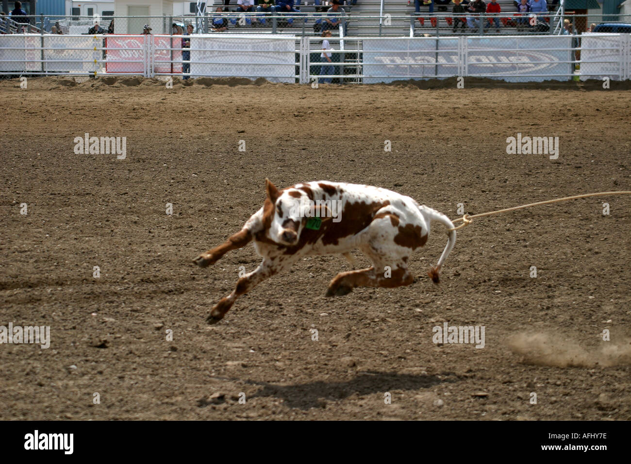 Rodeo Alberta Canada Calf roping celui qui s'en ai manqué Banque D'Images