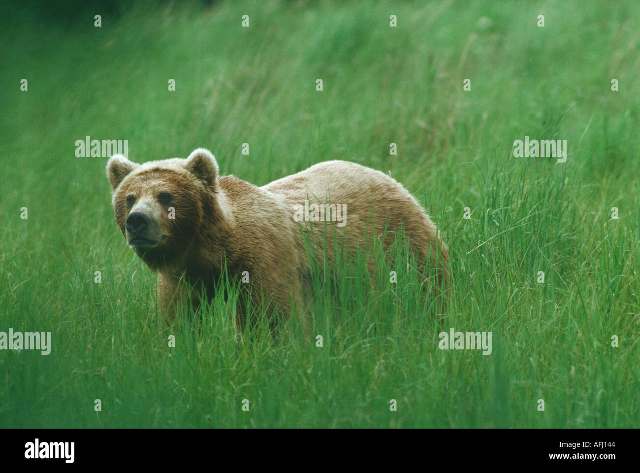 Brown ou grizzli à Katmai NP Banque D'Images