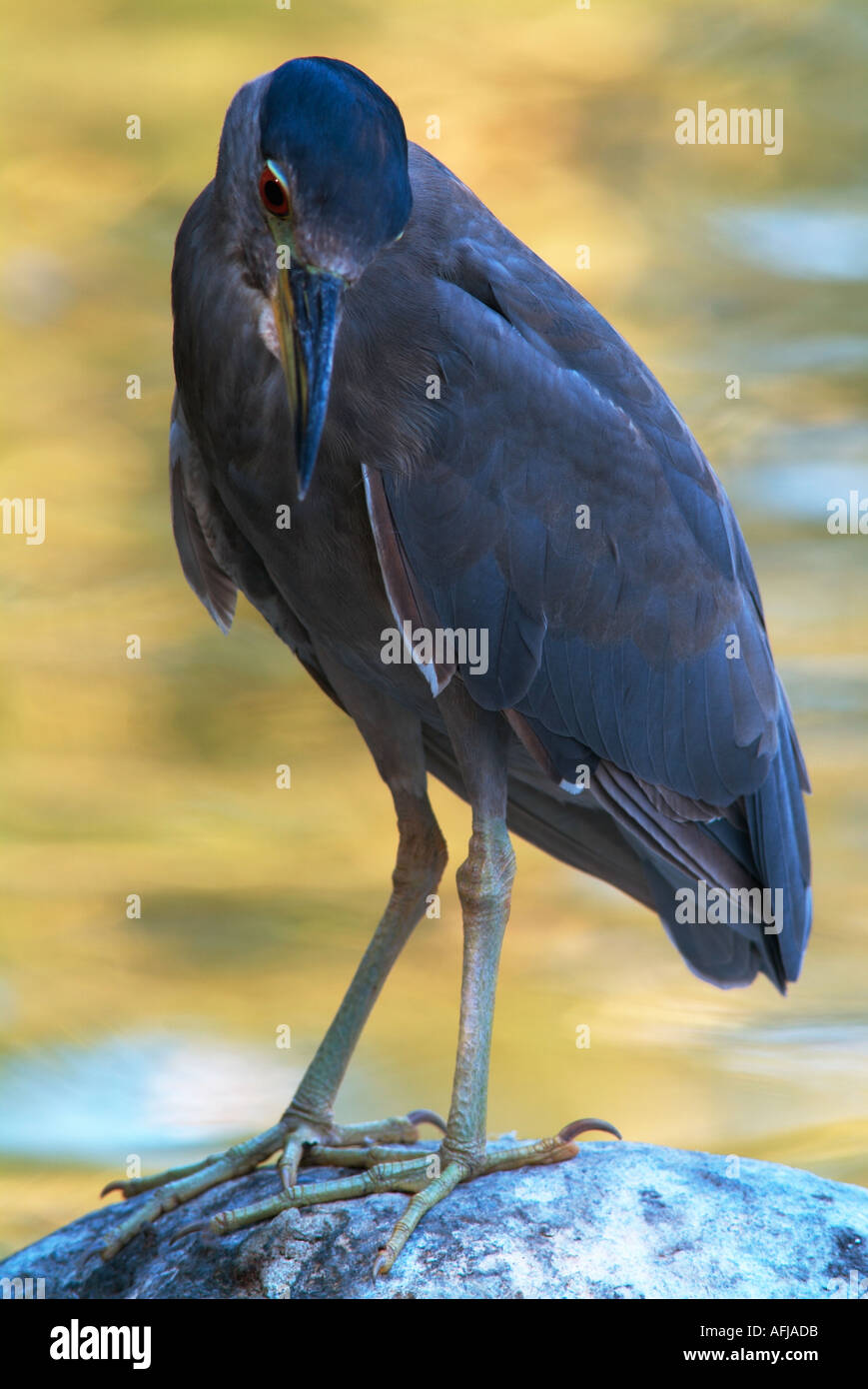 Black Bihoreau gris Nycticorax nycticorax Juvenile Banque D'Images