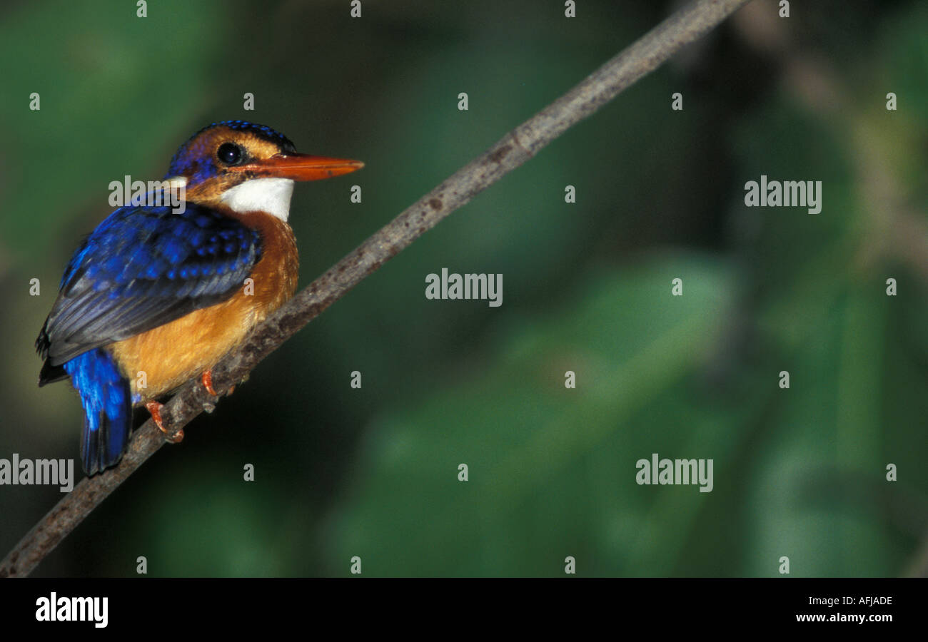 Martin-pêcheur pygmée Ispidina picta africaine sur la réserve naturelle d'Abuko Direction générale de l'Afrique de l'Ouest Banque D'Images