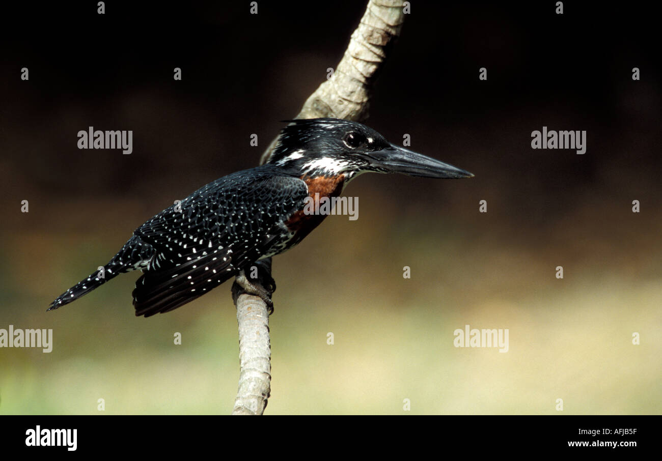 Kingfisher géant sur la branche sur l'étang Banque D'Images