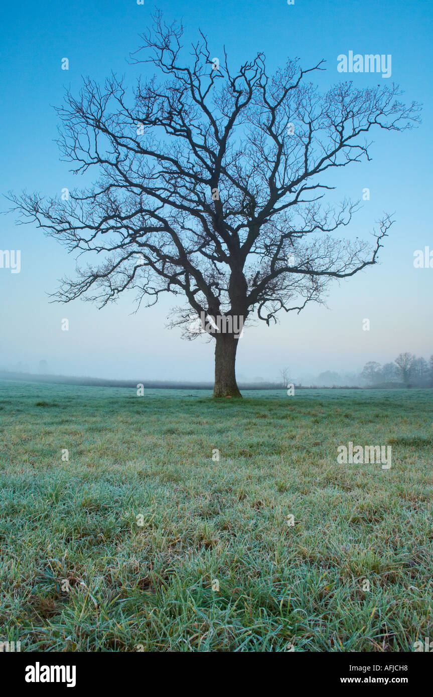 Un arbre solitaire debout dans un champ dans le Somerset, en Angleterre, à l'aube. Banque D'Images