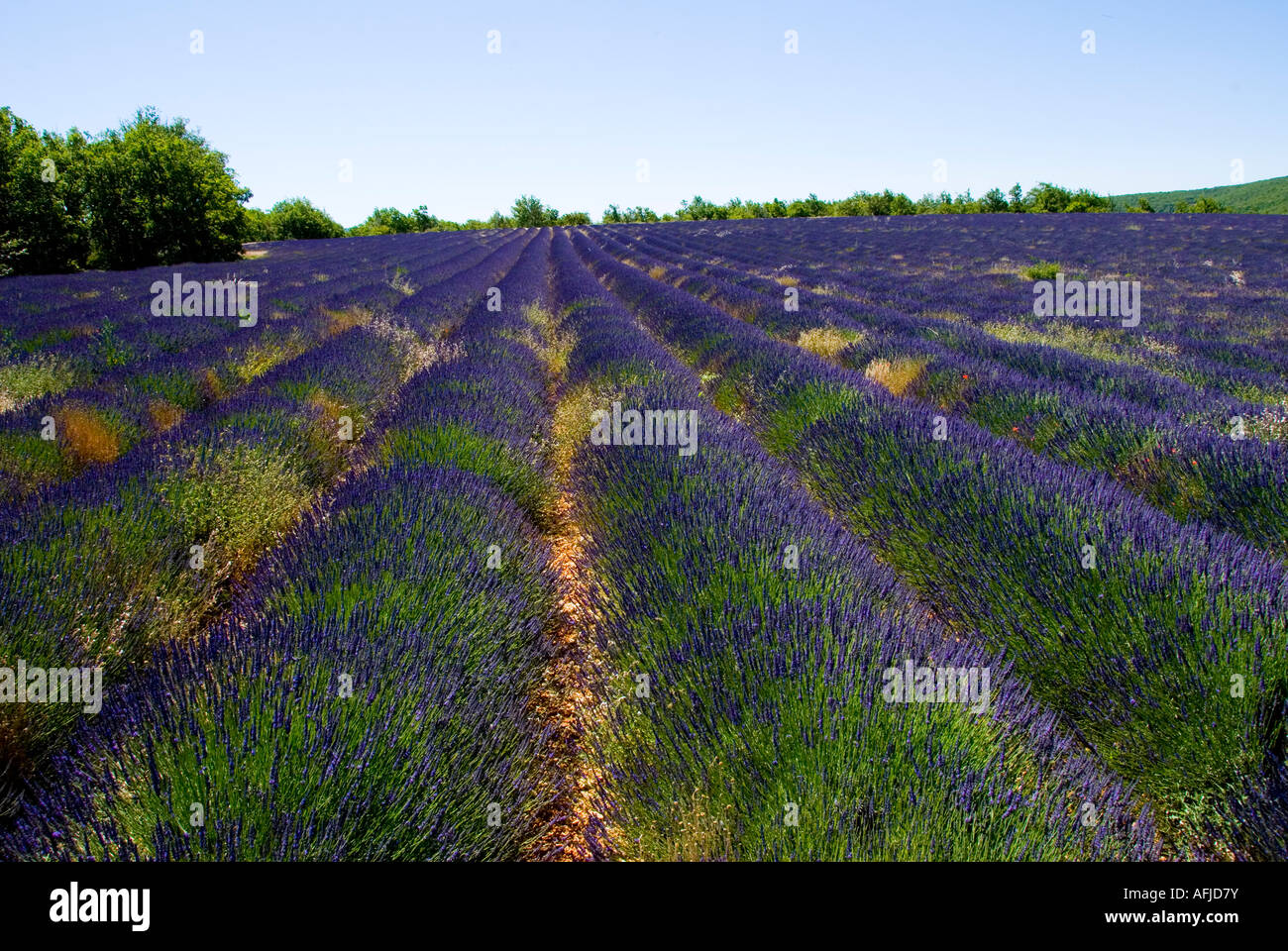 Champ de lavande, Provence, Sud de France Banque D'Images