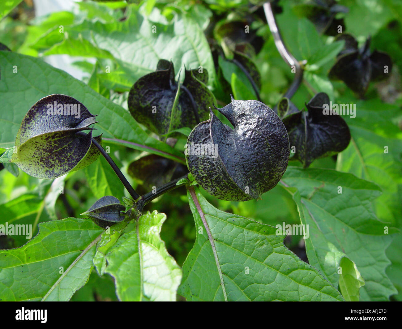 Nicandra physaloides Shoo Fly Plant Banque D'Images