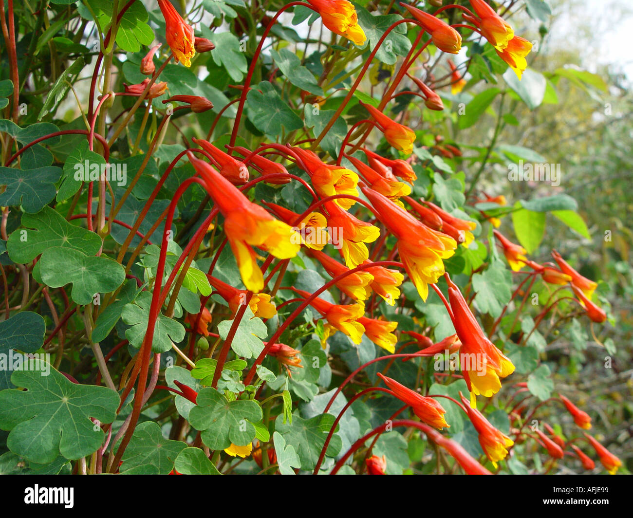 Tropaeolum tuberosum var lineamaculatum piliferam Ken Aslet nasturtium Escalade Sidney Banque D'Images