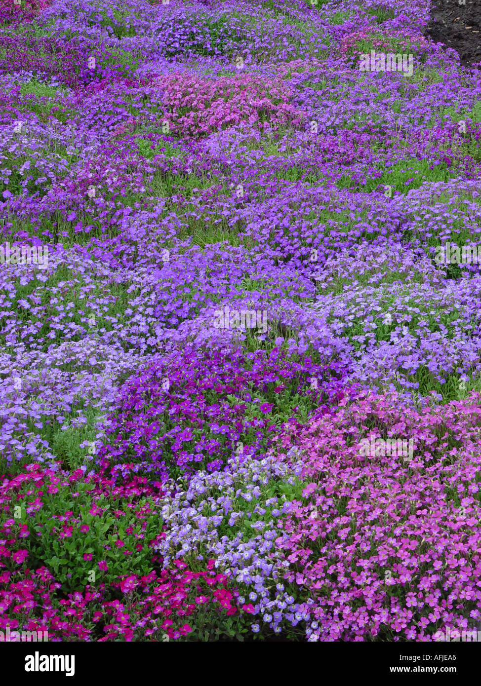 Aubrieta Bengale Nuances Mix au RHS Wisley rocaille nain plante alpine Banque D'Images