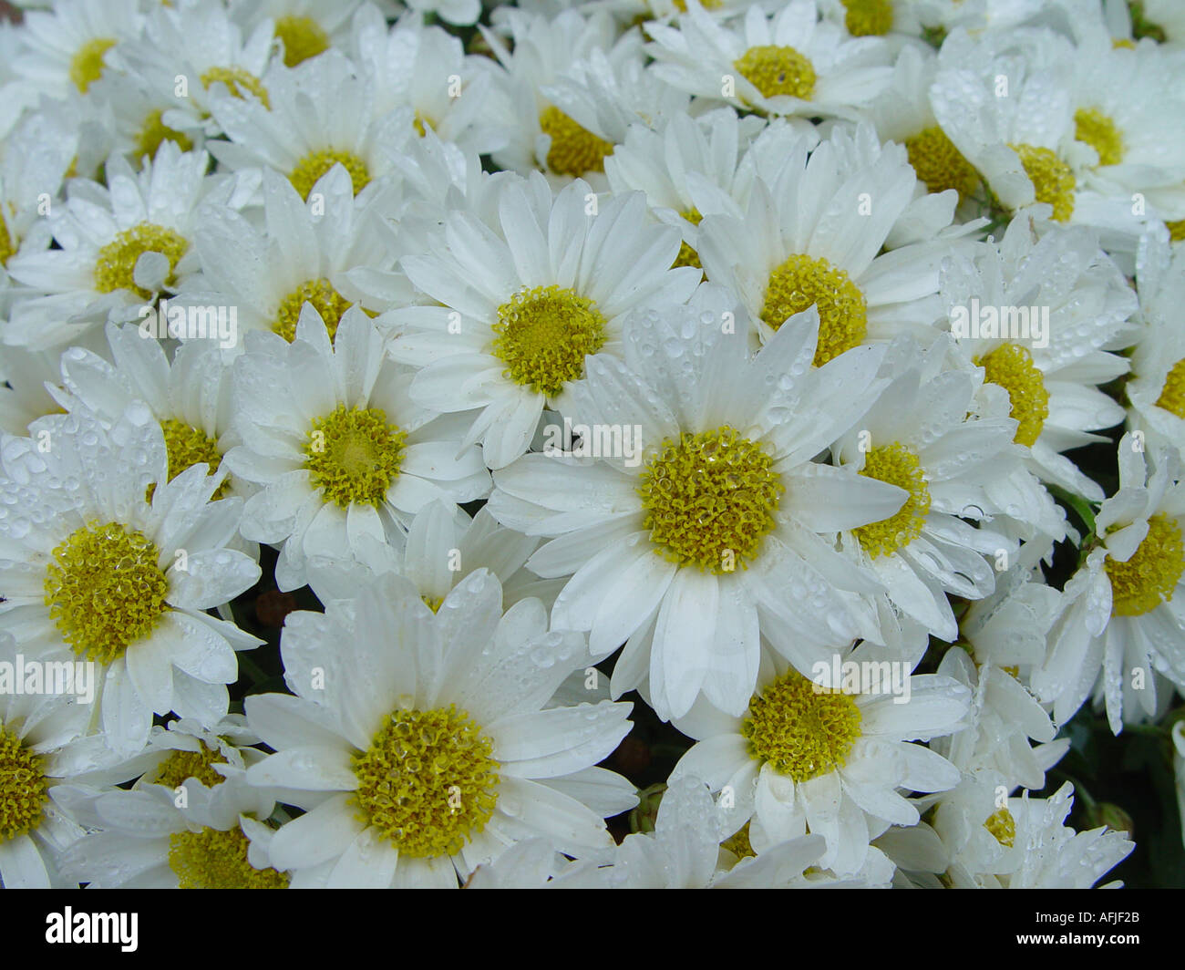 Charme chrysanthème blanc Fleuristes Banque D'Images