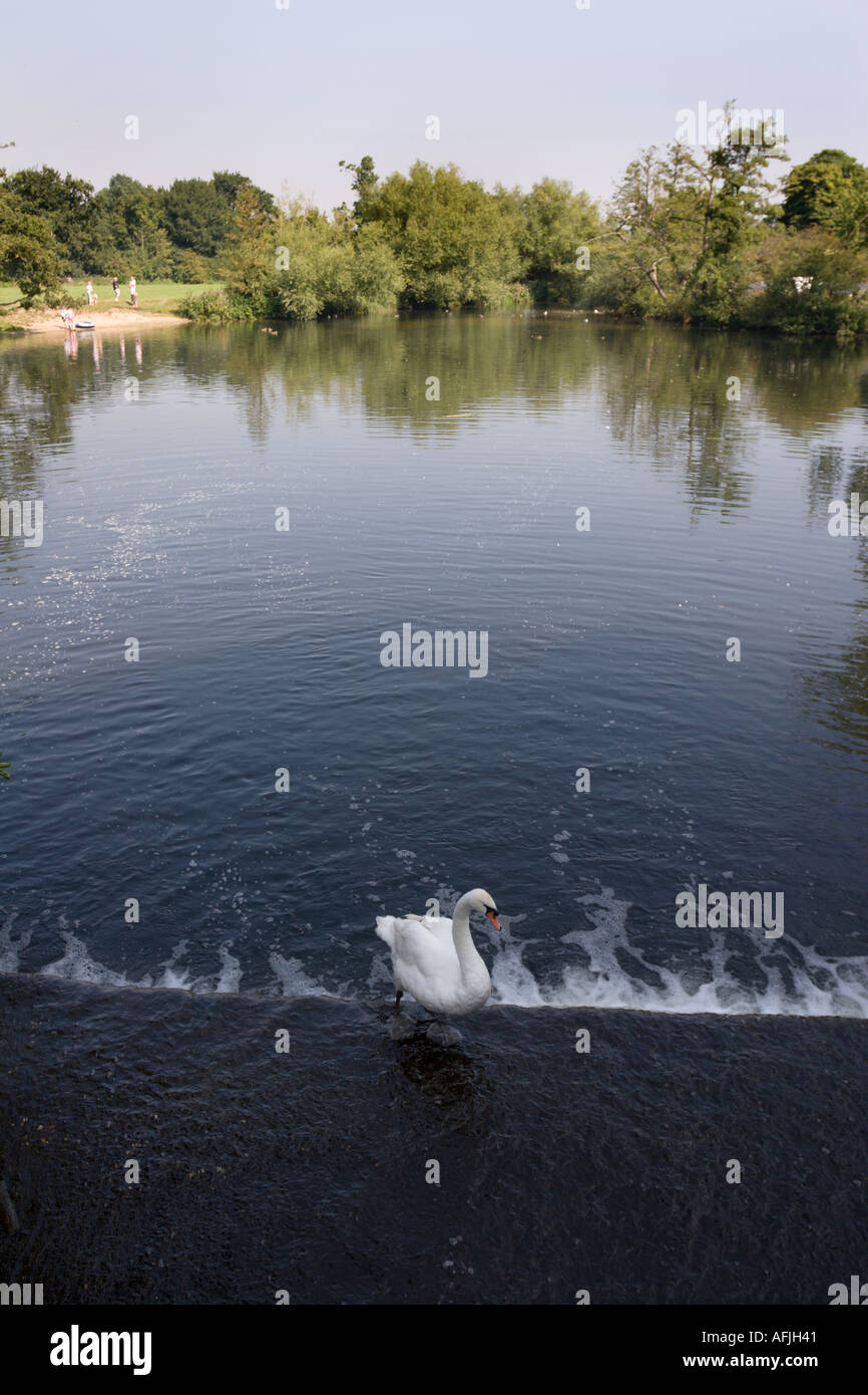 Un cygne à l'ancien moulin à eau au village historique de Dedham dans l'Essex, Angleterre Banque D'Images