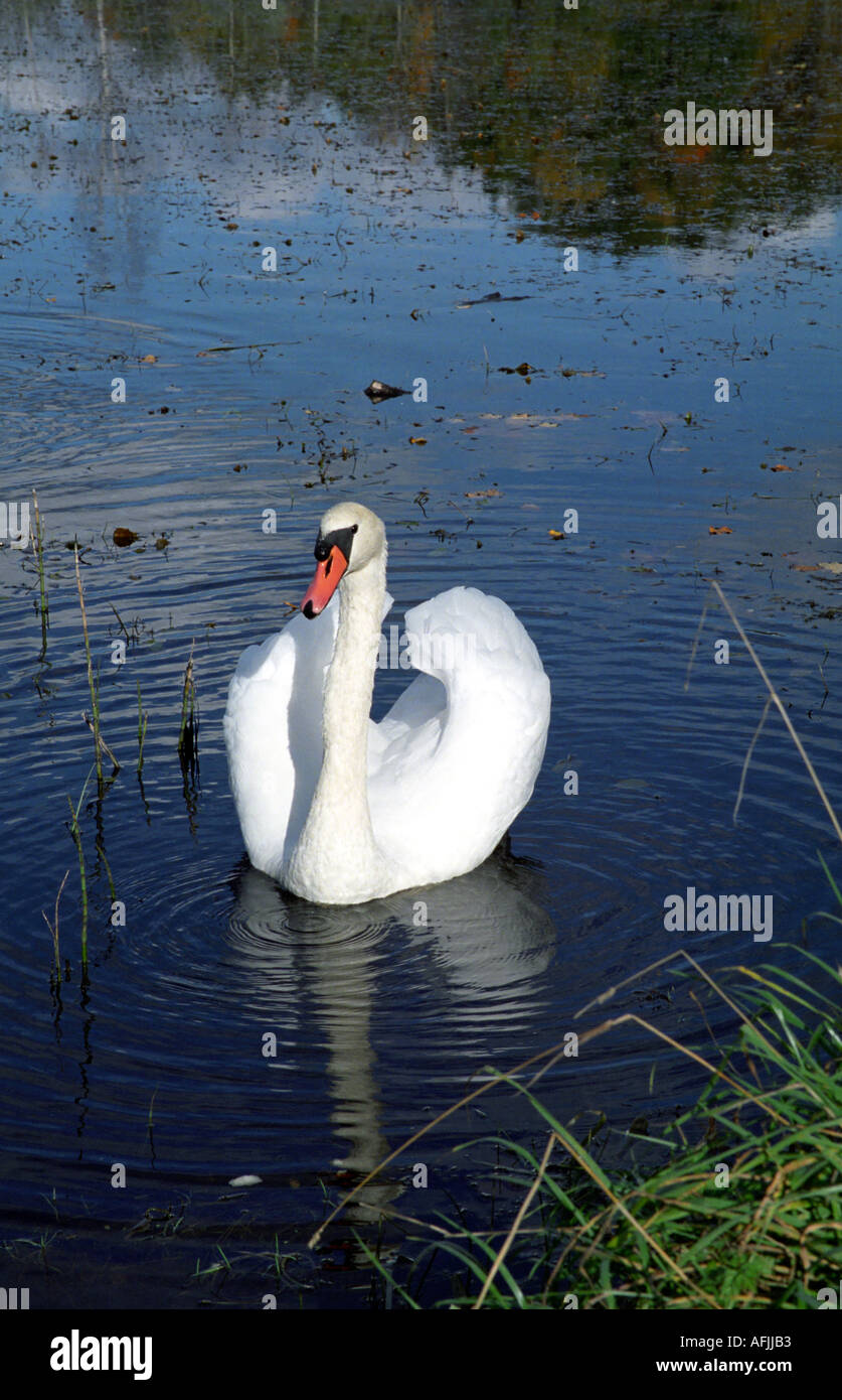 White Swan Cygne tuberculé (Cygnus olor) dans Umurgas Augstroze lake parish Lettonie Banque D'Images