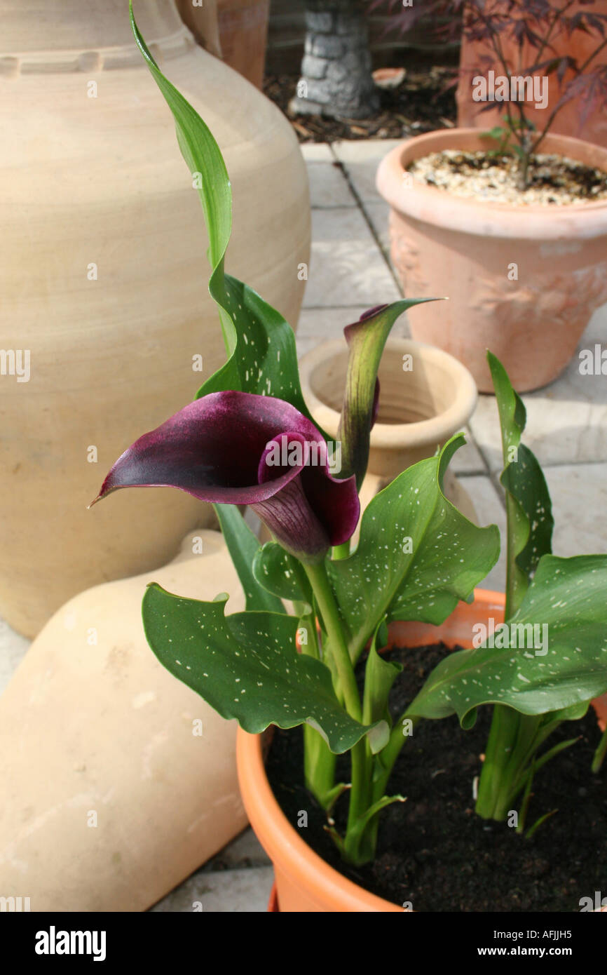 L'HORTICULTURE. Forêt Noire Calla Lily. ARACEAE Photo Stock - Alamy