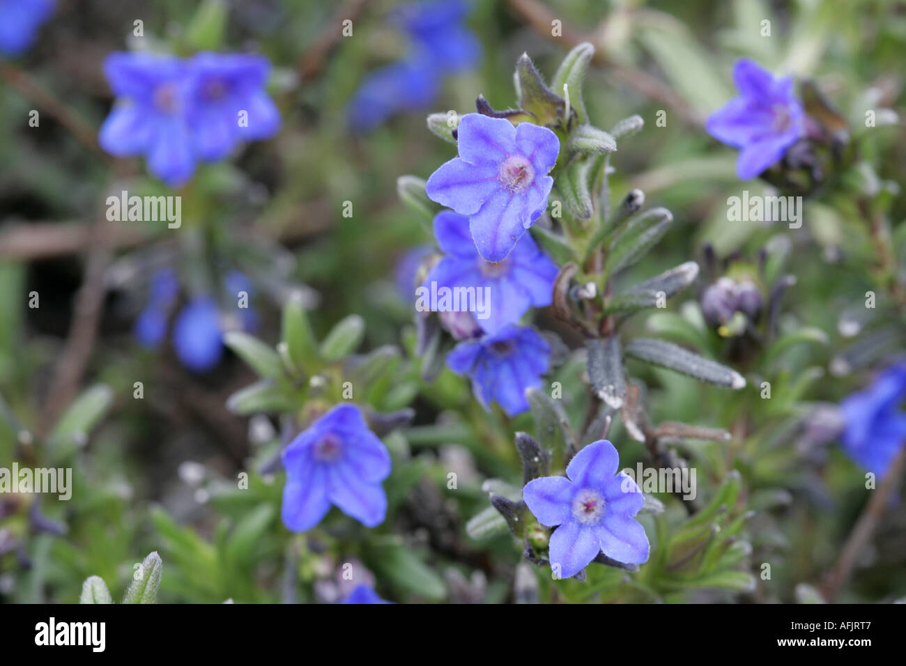 Cynoglossum amabile tall chinese Forget me not forget-me-not plante avec cinq pétales et 5 fleurs bleu Banque D'Images
