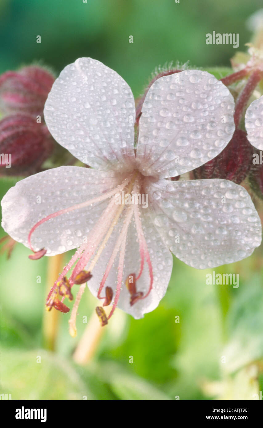 Geranium macrorrhizum 'Album'. Géranium sanguin AGA Banque D'Images