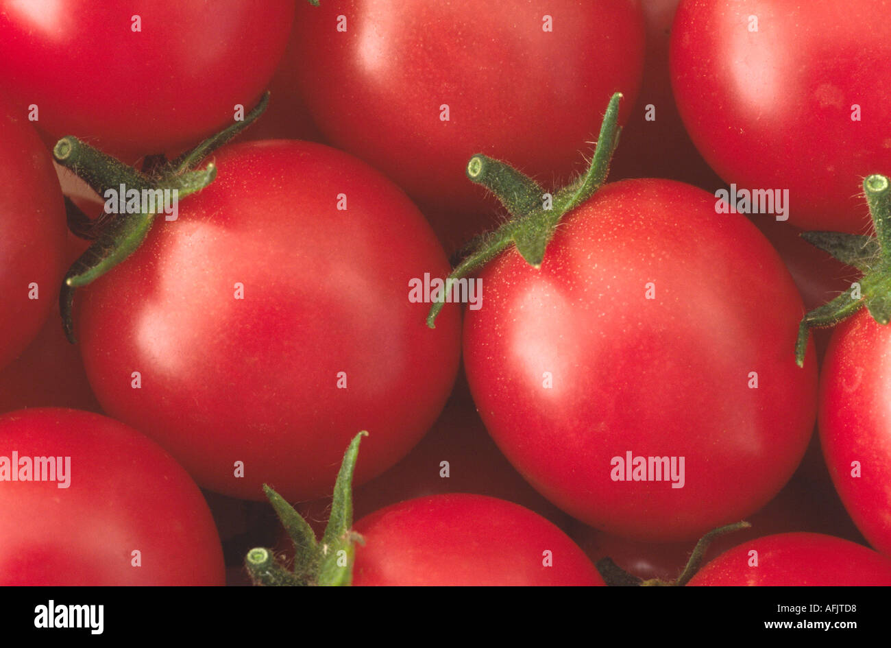 Solanum lycopersicum syn Lycopersicon esculentum 'Gartenperle'. syn. Perle de jardin. Tomates cerises. Banque D'Images