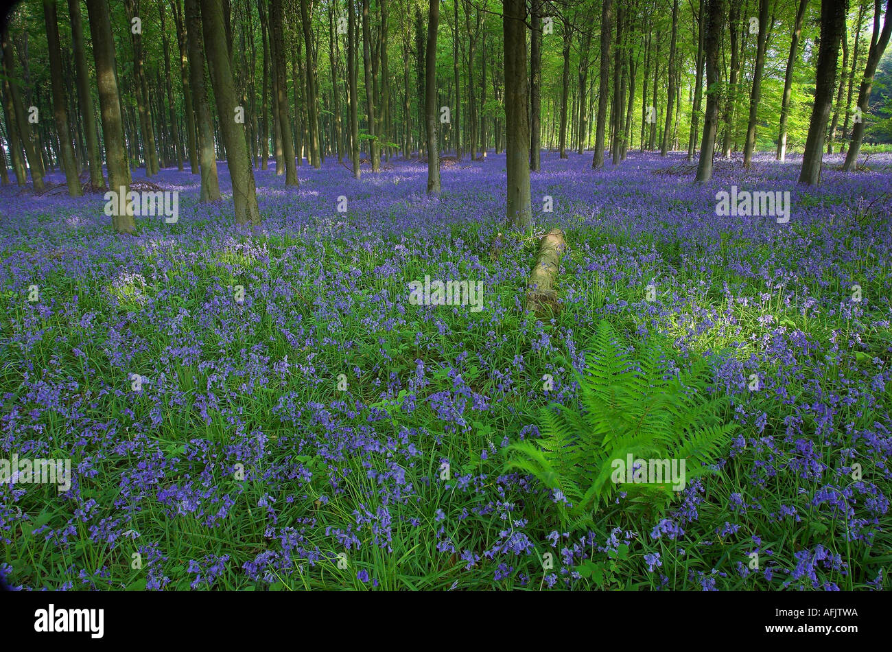 Non-Hyacynthoides Bois Bluebell scripta à Angmering Park, West Sussex Banque D'Images