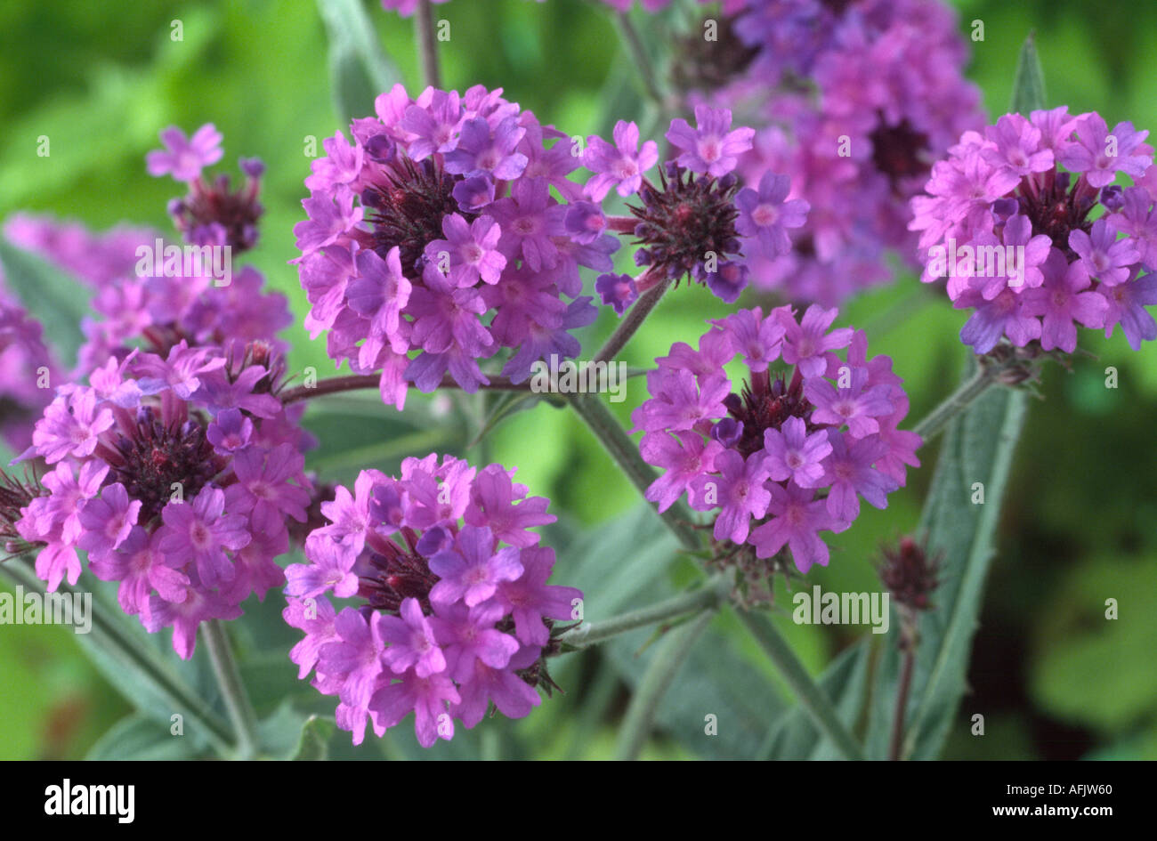 Raides Verveine-Verbena rigida