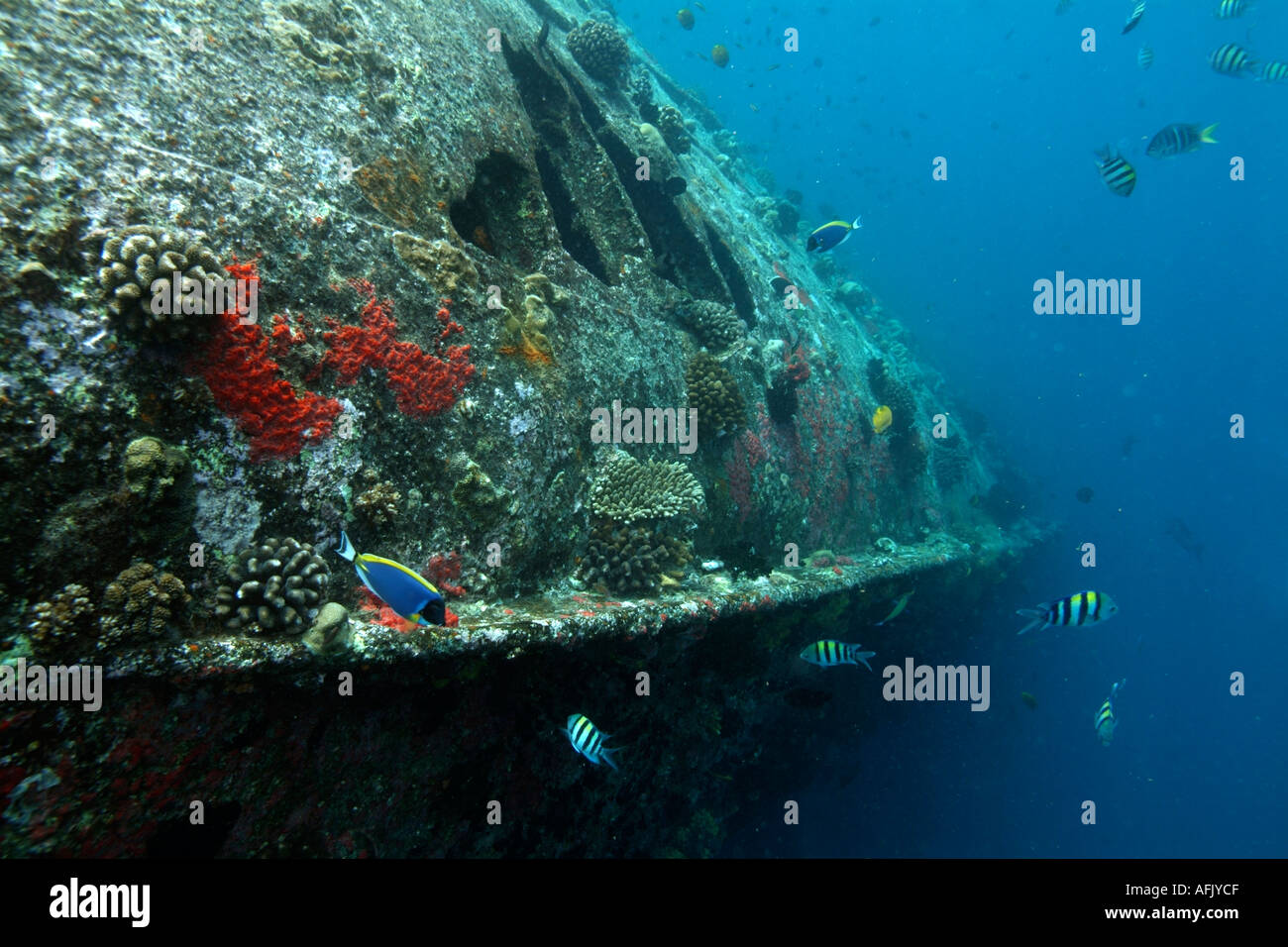 Poissons nageant autour de la coque d'un naufrage dans l'océan Indien Banque D'Images