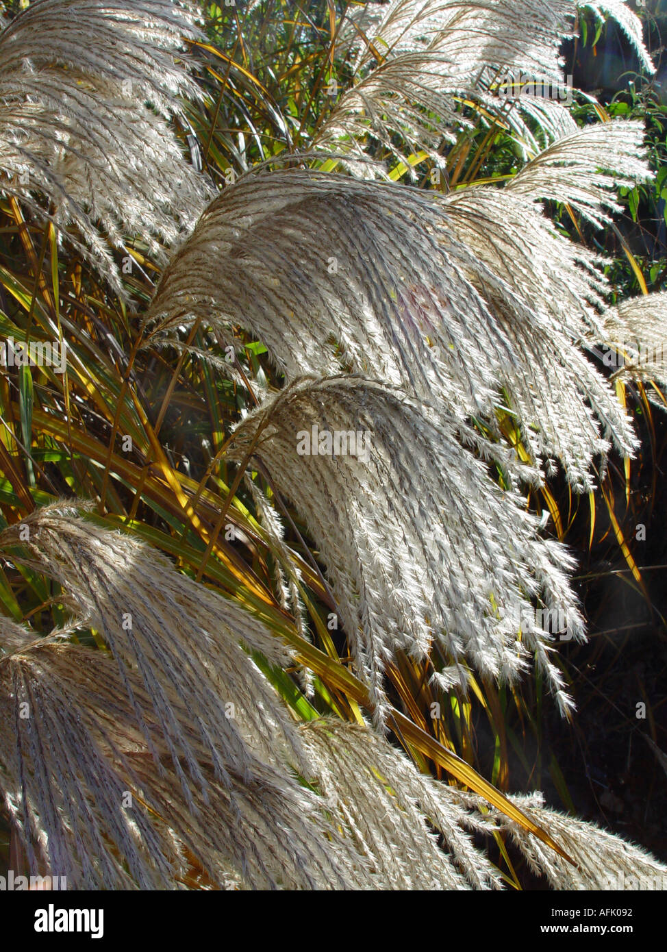 Miscanthus sinensis Kaskade herbe jardin ornemental Banque D'Images