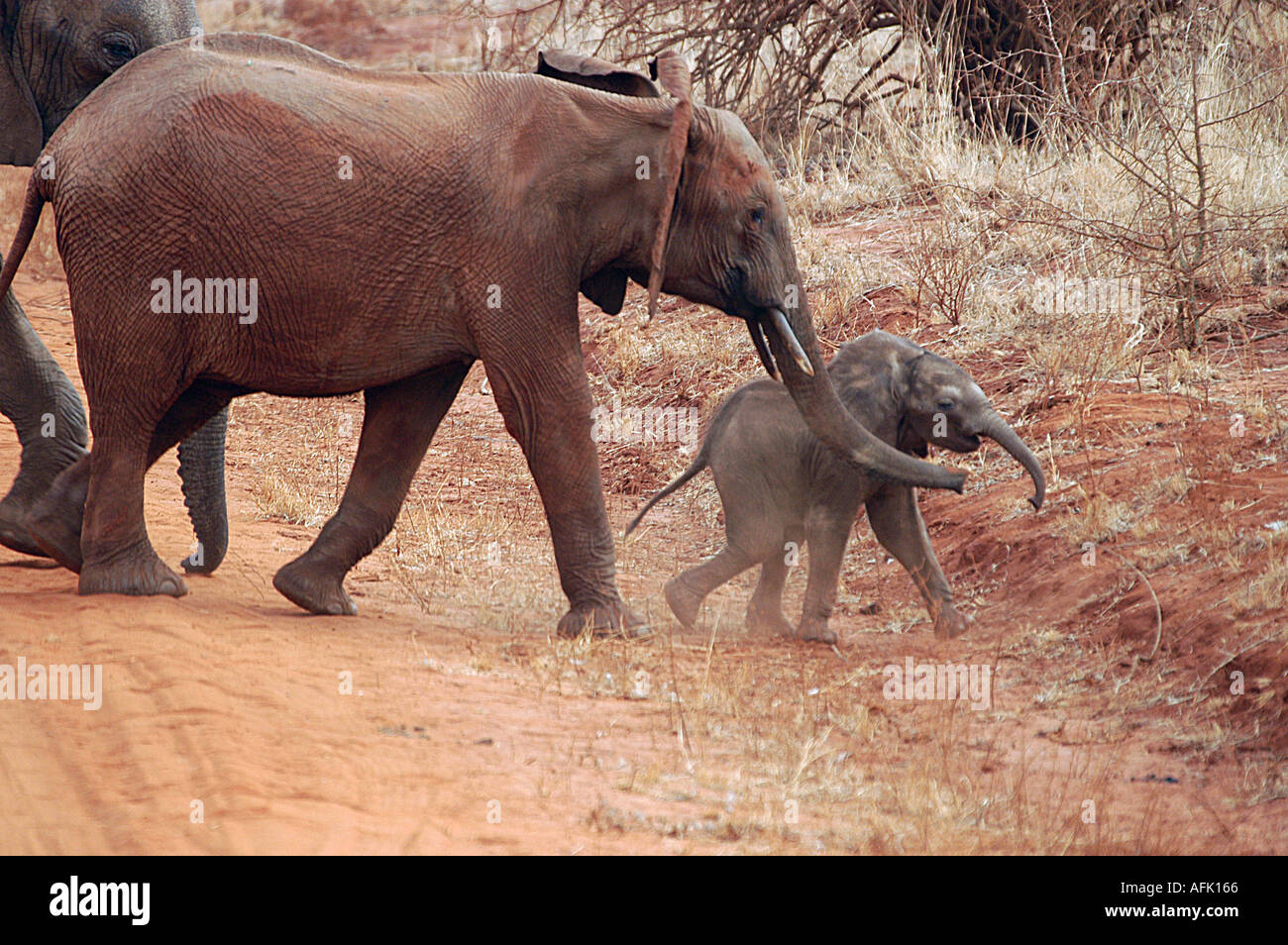 Un éléphant guide sa vache veau âgé de trois semaines contre une route dans le parc national de Tsavo au Kenya. Banque D'Images