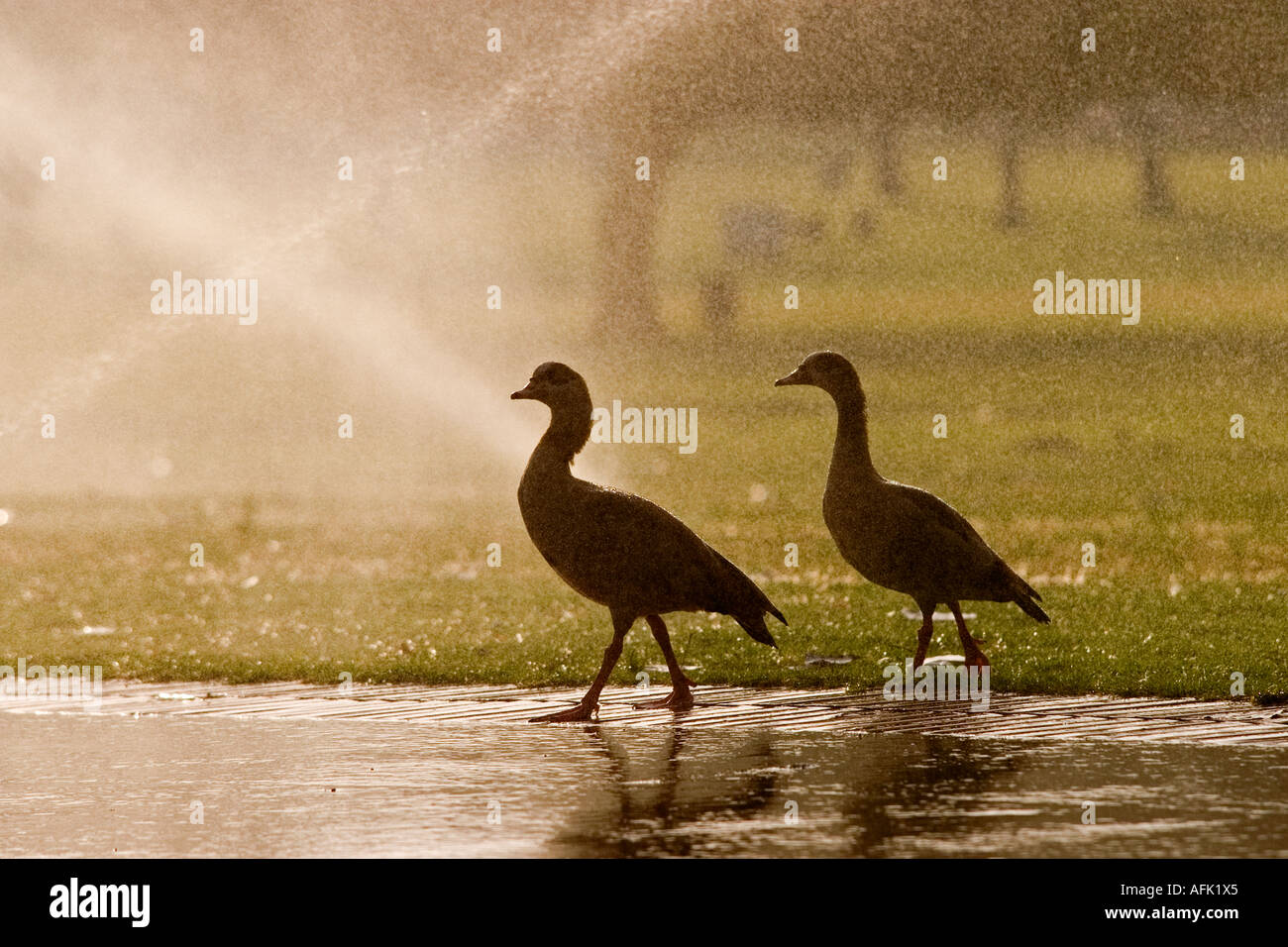 Matin douche deux canard dans une promenade dans le parc tandis que les têtes sont sur le parc Banque D'Images