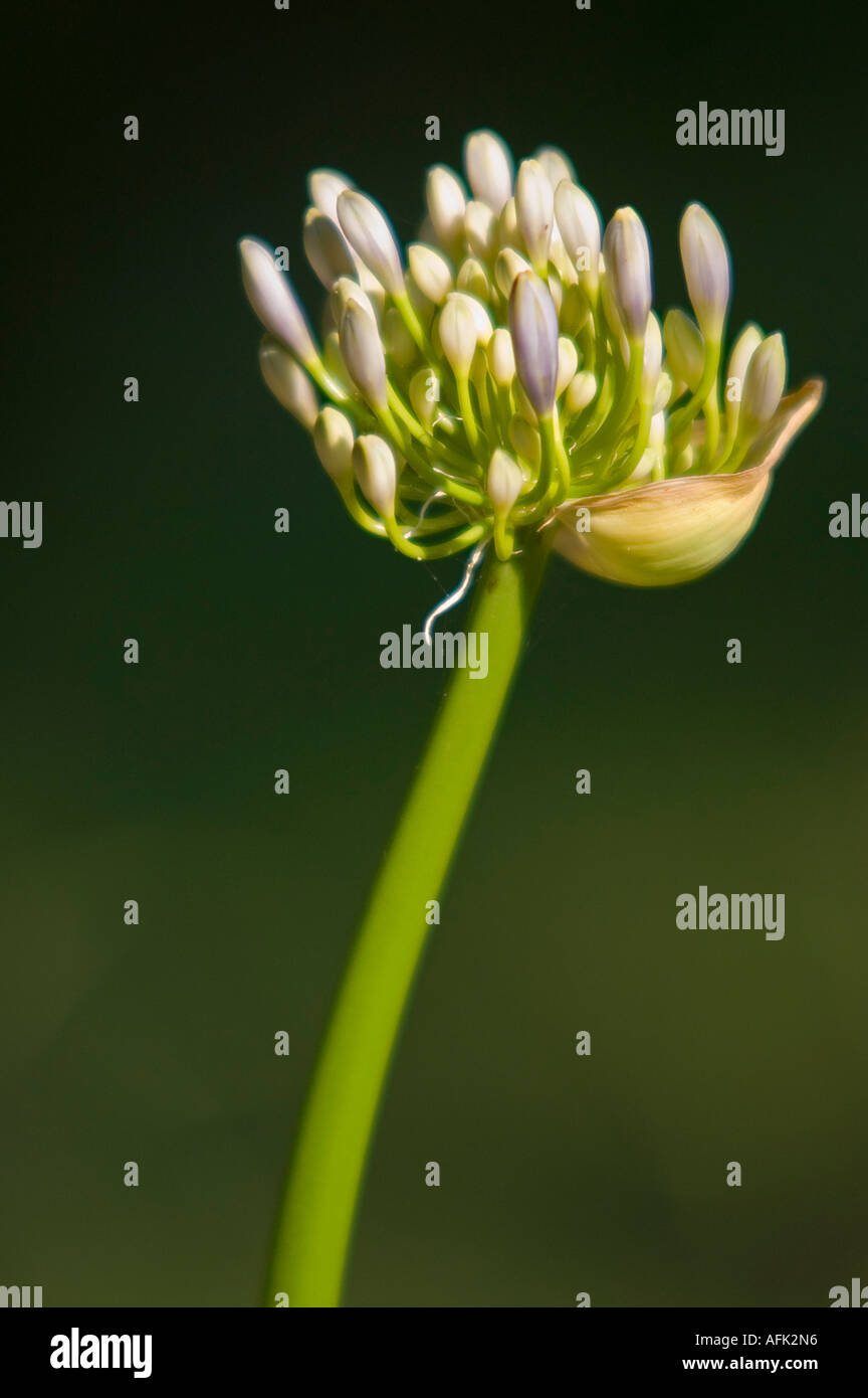 Close up of Agapanthus buds Banque D'Images