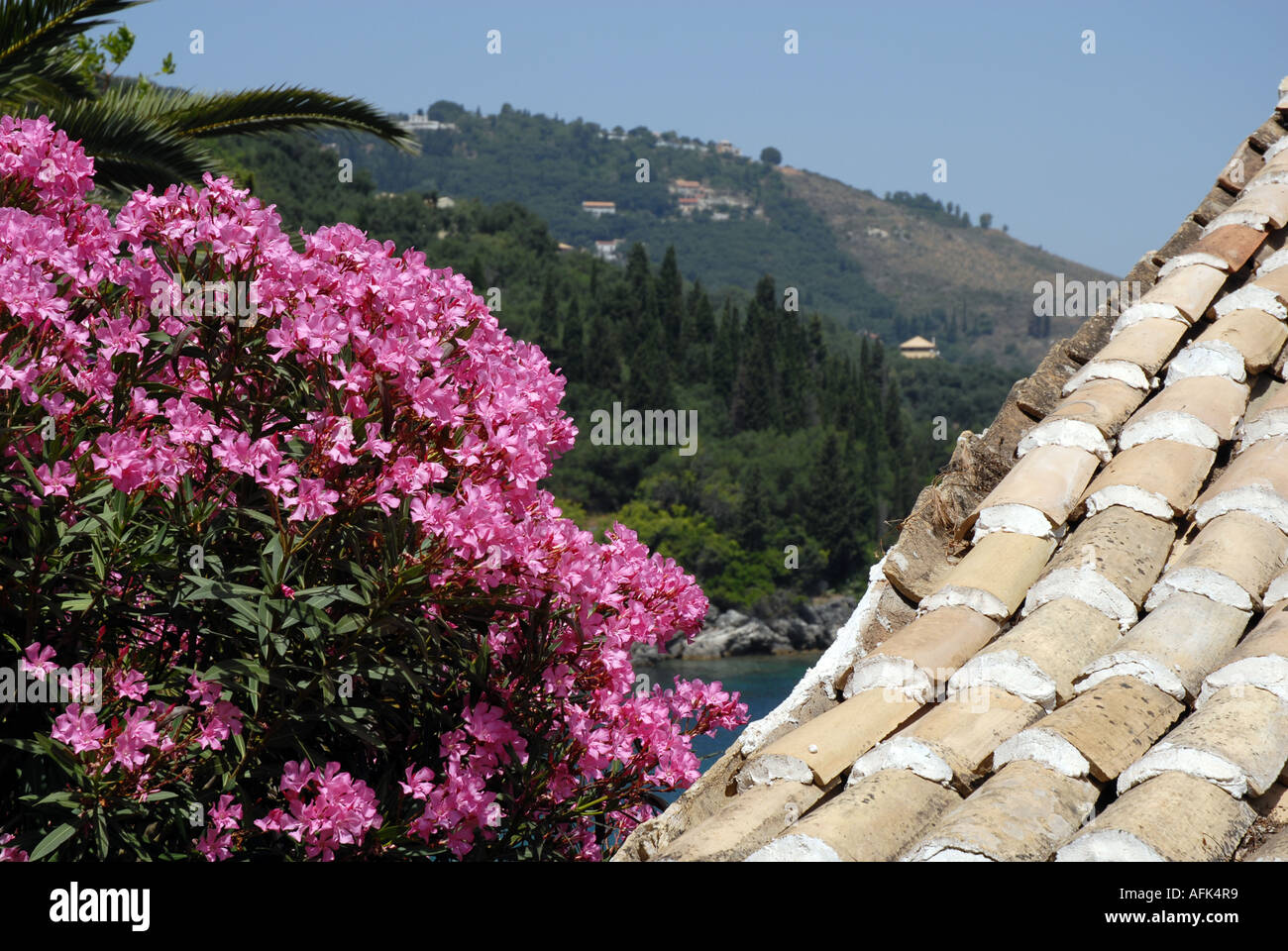 Fleurs de lauriers roses et de vieilles tuiles près de Kouloura, Corfou, Grèce avec bay au-delà Banque D'Images