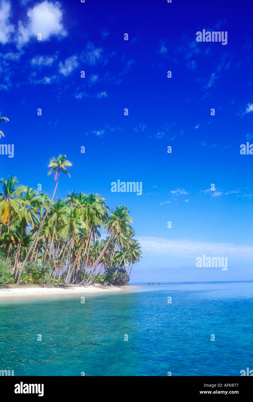 Palmiers sur la plage tropicale à Fidji blanc Océan Pacifique Sud Banque D'Images
