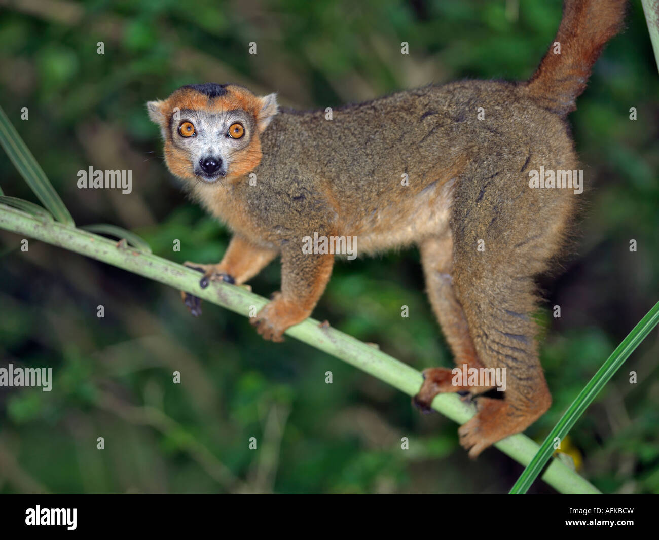 Un lémurien Brun (Eulemur fulvus). Banque D'Images