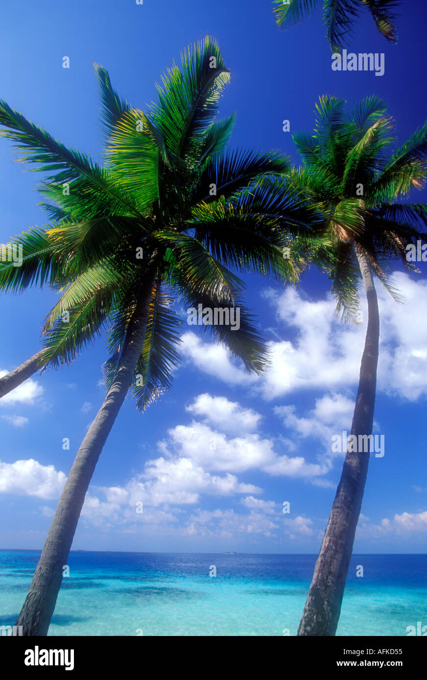 Palmiers et l'océan à l'horizon de l'océan Indien aux Maldives Banque D'Images
