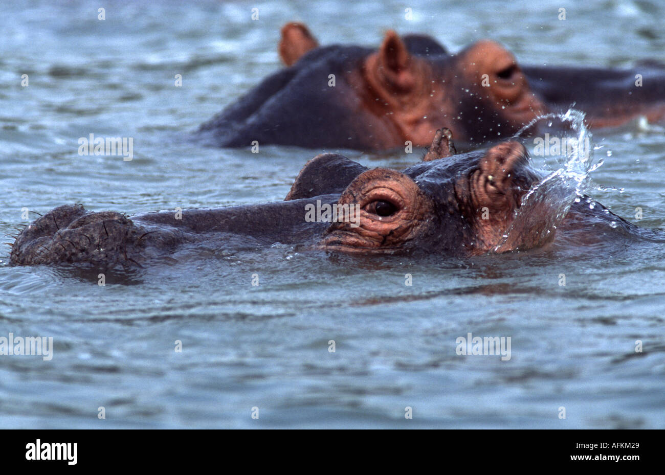 L'oreille, Hippopotamus amphibius hippopotame Photo Stock - Alamy