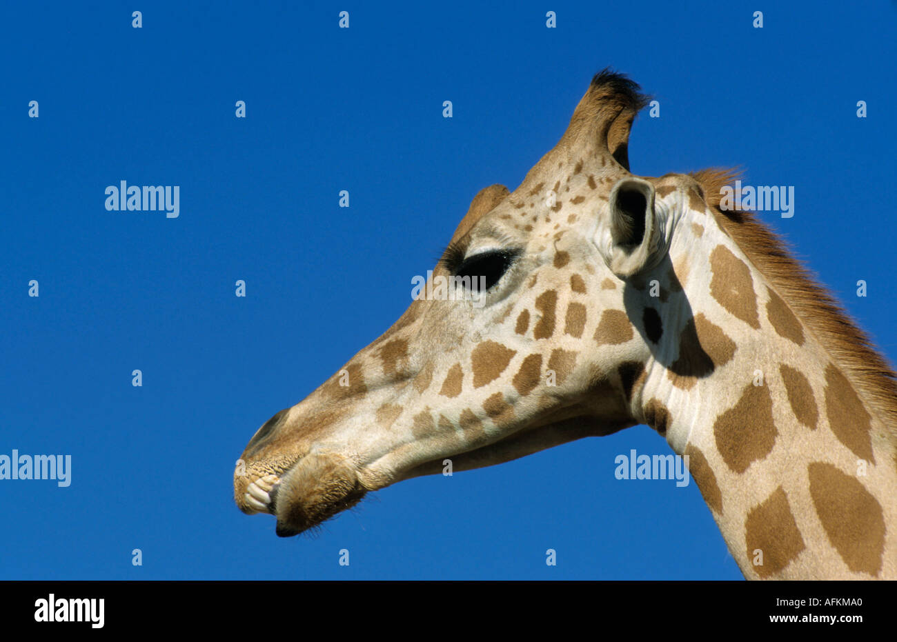 Tête de Girafe (Giraffa camelopardalis) contre un ciel bleu. Banque D'Images