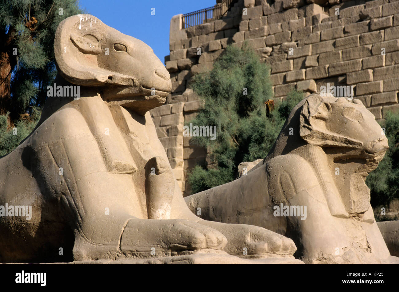 Sphinx à l'entrée du temple de Karnak, Louxor, Egypte. Banque D'Images