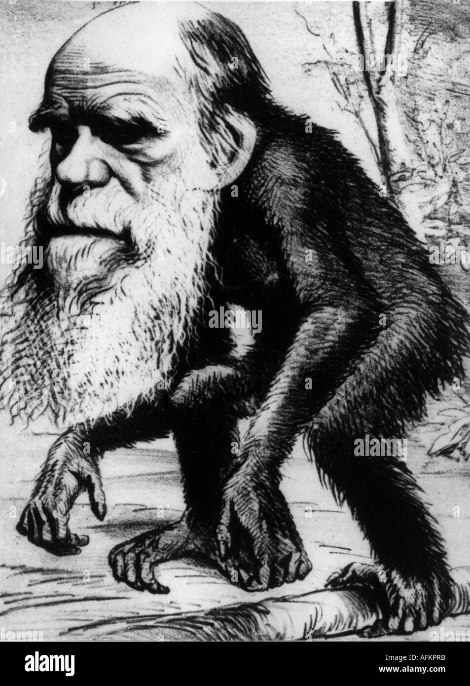 Darwin, Charles Robert, 12.2.1809 - 19.4.1882, naturaliste britannique, caricature, en tant que singe, dessin, XIXe siècle, Banque D'Images