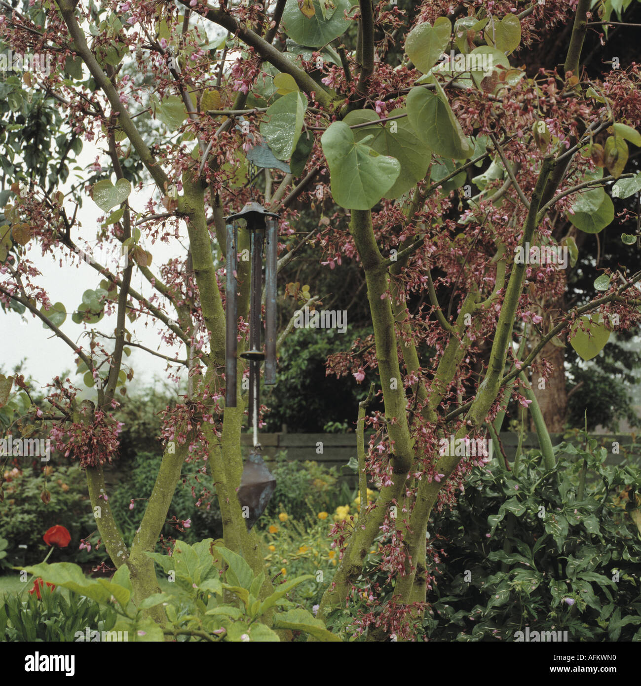 Close-up of wind-carillon petit arbre dans le jardin de pays Banque D'Images