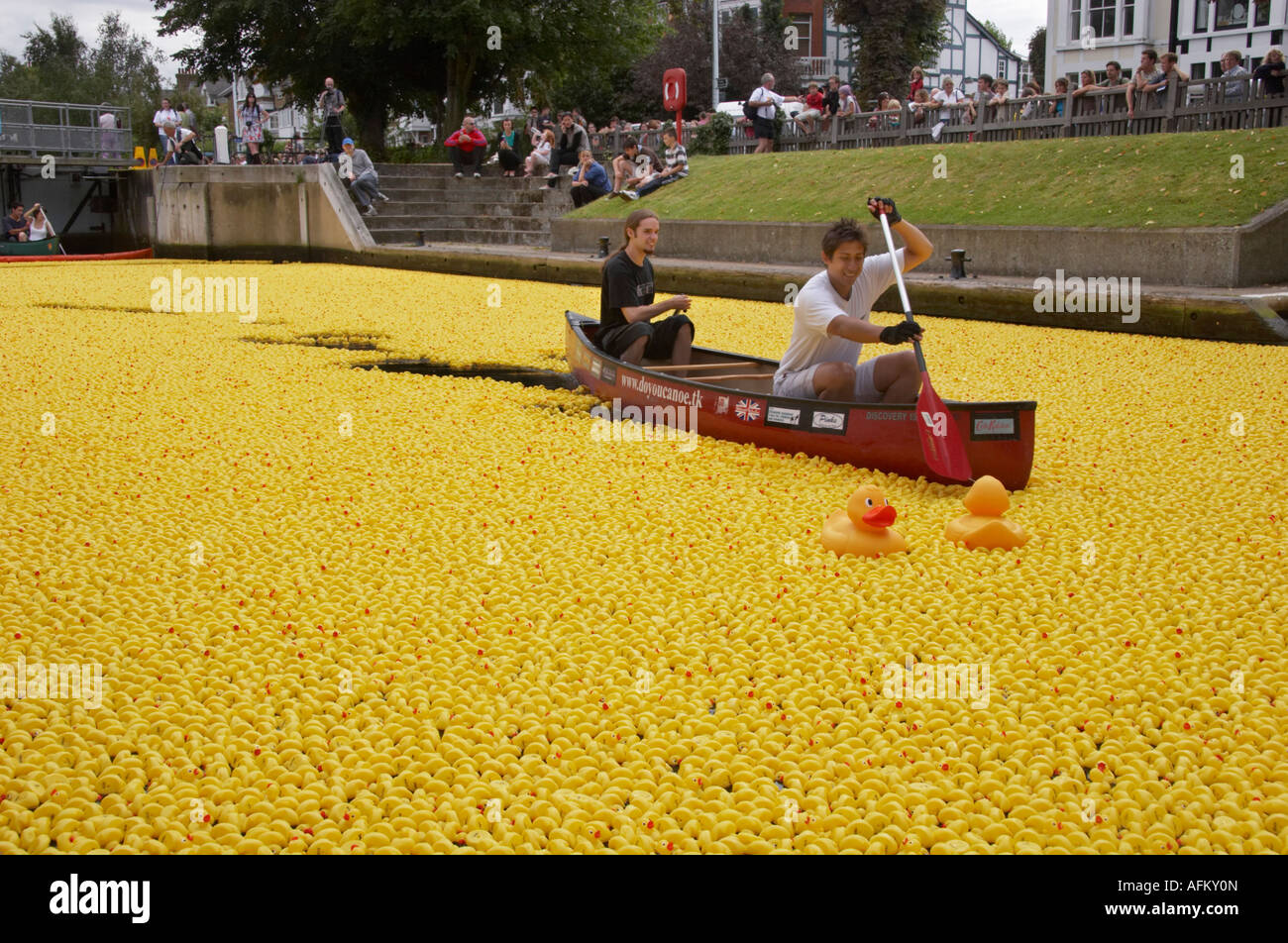 Grande course de canards britannique à partir de 2007 à Molesey verrou sur la Tamise, près de Hampton Court. Banque D'Images