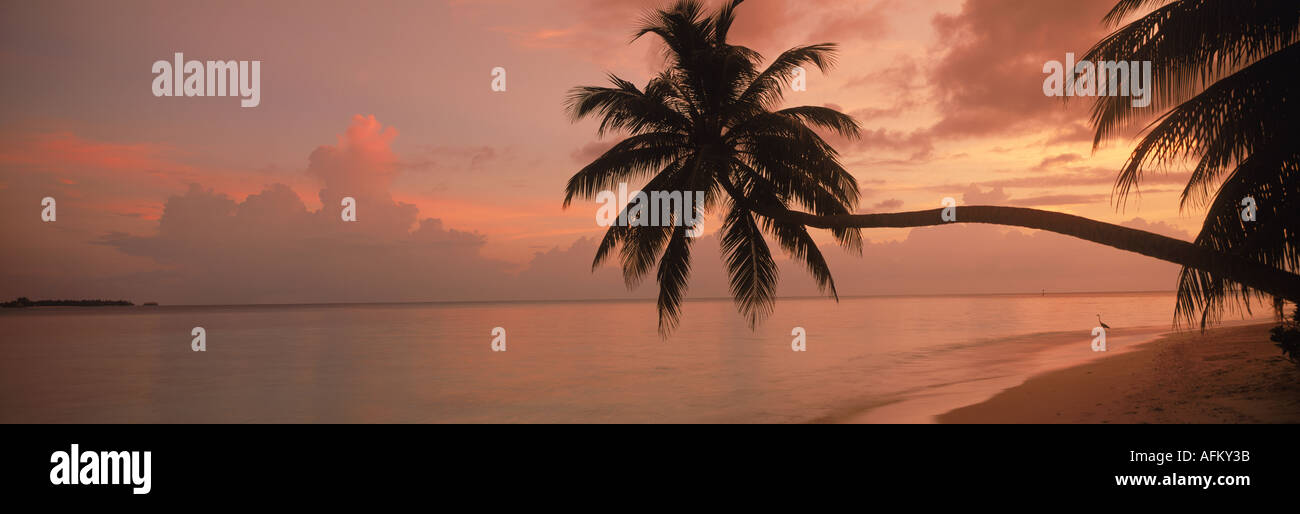 Palmier tendue sur le rivage de sable Soneva Gili aux Maldives au lever du soleil Banque D'Images