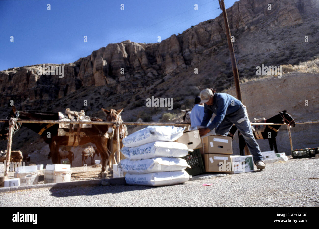 Un homme Havasupai sa mule de charges pour les huit milles jusqu'à la village de Havasupai le Grand Canyon National Park Banque D'Images