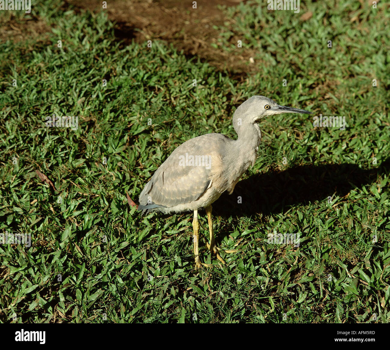 Zoologie / animaux / oiseau, aviaire, Ardeidae, White-necked Heron (Ardea pacifica), Cub standing in meadow, distribution : Amérique Latine, UN Banque D'Images