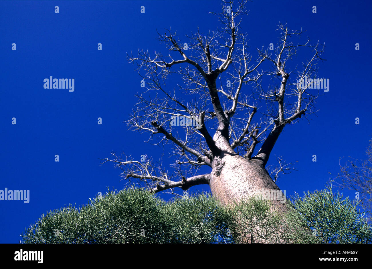 Baobab, Parc National d'Andohahela, Madagascar Banque D'Images