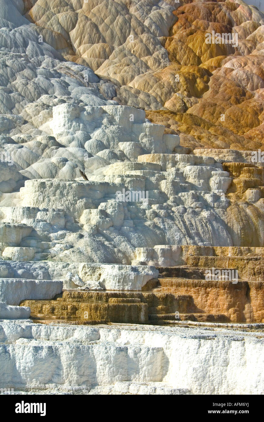 Mommoth Hot Springs Parc National de YellowStone terrasses faites de carbonate de calcium cristallisé Banque D'Images