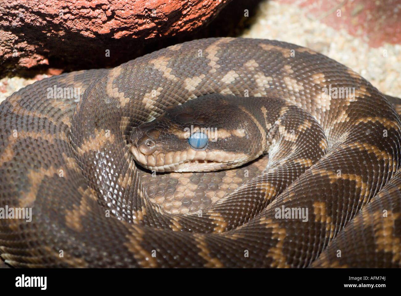 À l'échelle approximative, PYTHON Morelia carinata Banque D'Images