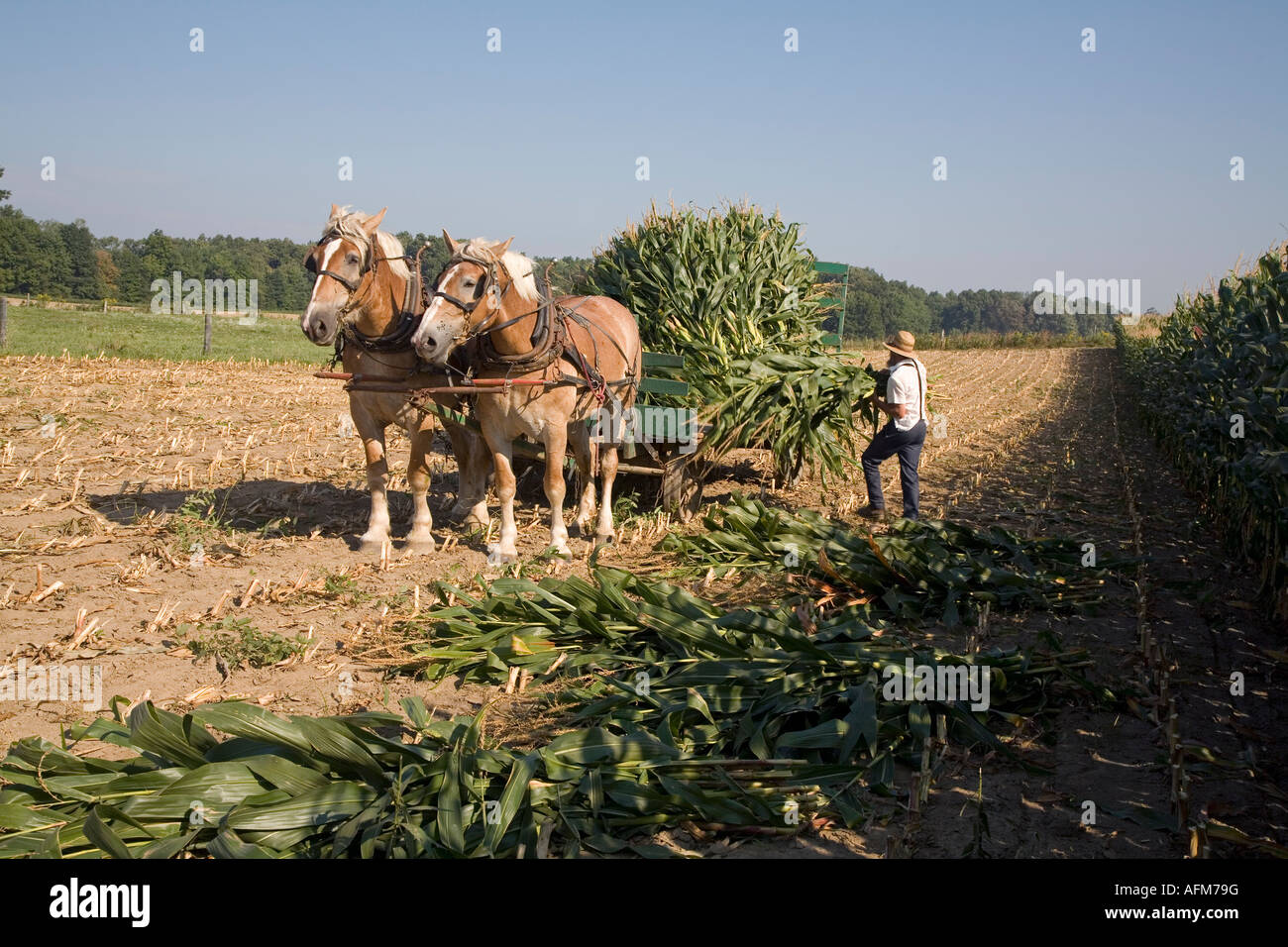 Maïs fermier moissonne Amish Banque D'Images