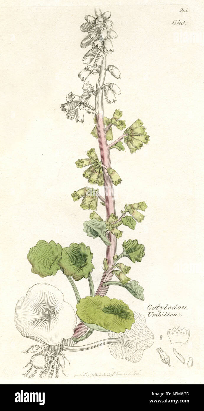 Botany, Navelwort (Umbilicus rupestris), gravure, 1796, par James Sowerby, 'English Botany', 1790 - 1814, Londres, , Banque D'Images